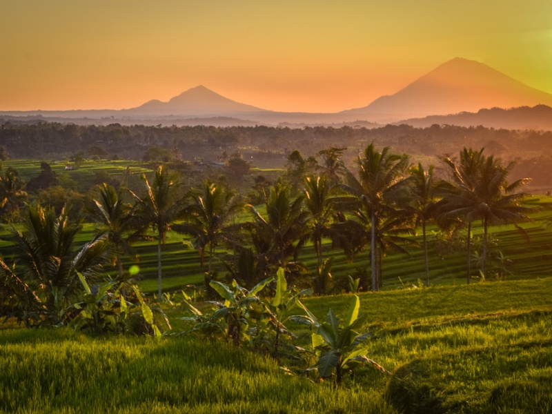I See Fields of Green; The Rice Terraces of Bali